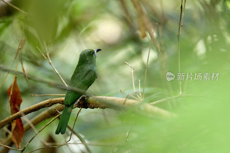 食蜂鸟:幼红须食蜂鸟(Nyctyornis amictus)。